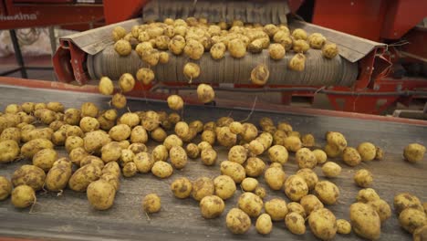 Potatoes-pouring-from-conveyor-to-another-conveyor.